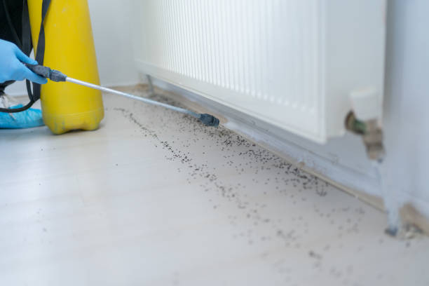 Best Ant Control Services  in Trion, GA